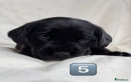 Mixed Breed dogs for sale: Outstanding sprollies pups for sale  - Image 31