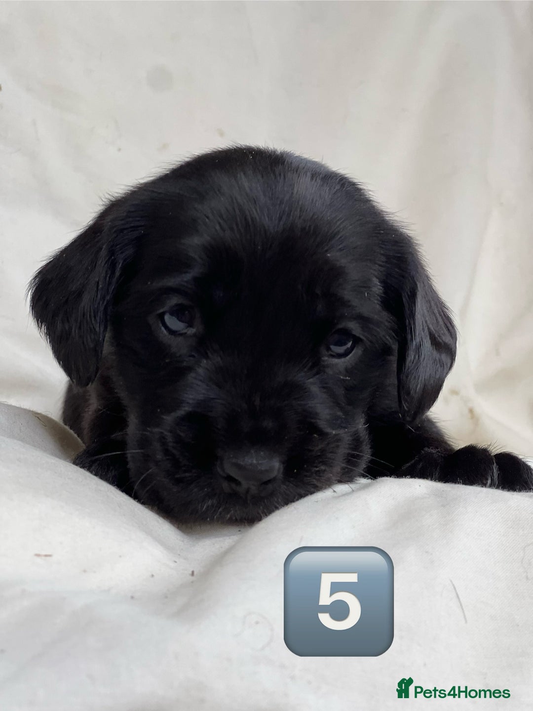 Mixed Breed dogs for sale: Outstanding sprollies pups for sale  - Image 31
