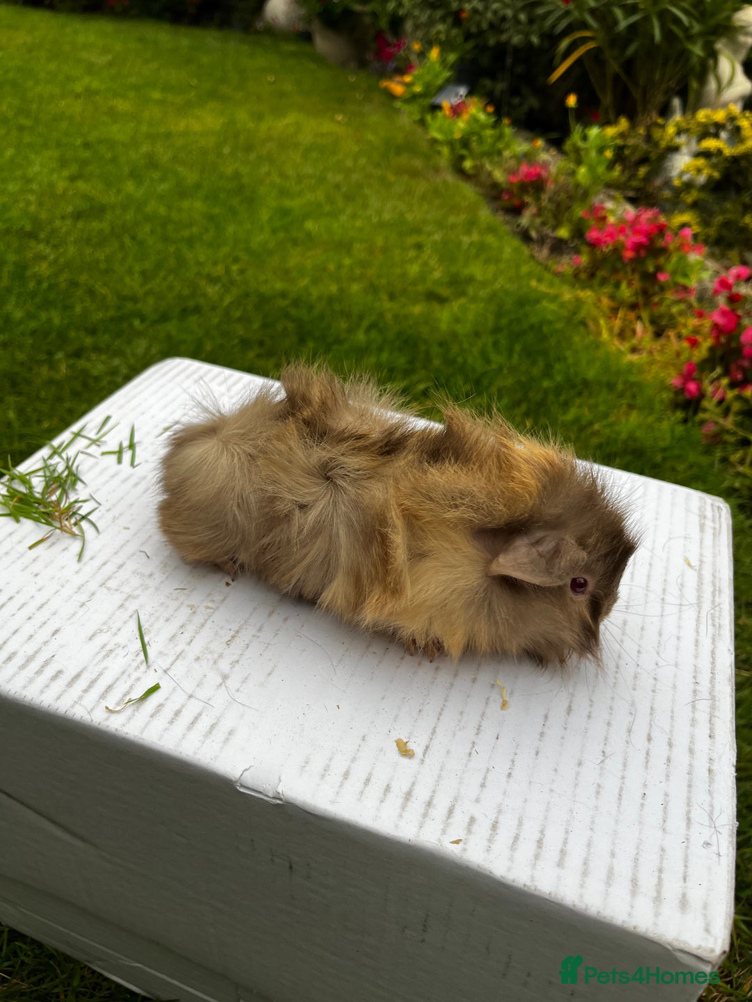 Guinea Pig rodents for sale: Baby boars  - Image 3