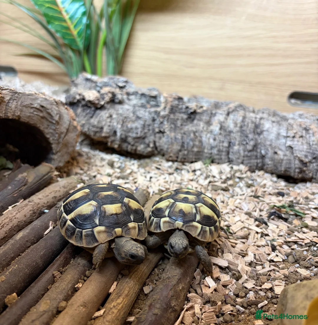 Hermann Tortoise reptiles for sale: Hermann tortoise  in Daventry - Advert 2