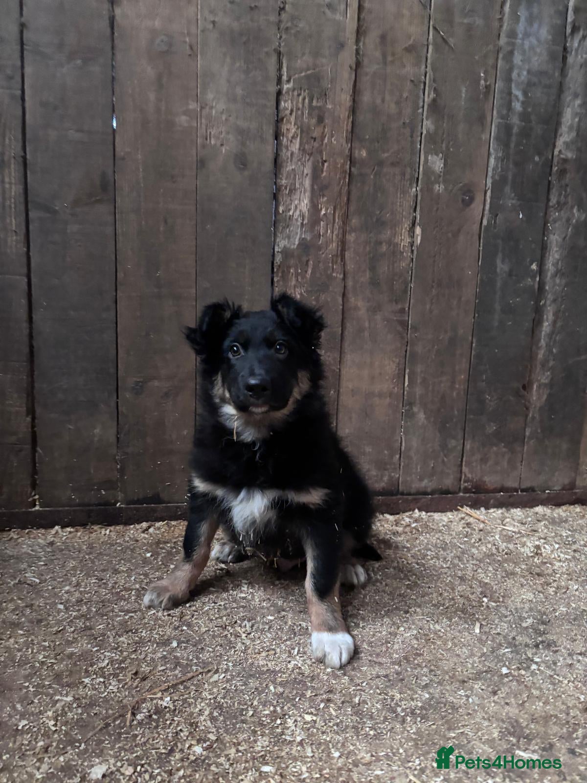 Border Collie dogs Beautiful  border  collie pups - Advert 2