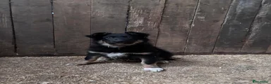 Border Collie Puppy 1
