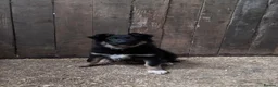 Border Collie dogs for sale: Beautiful  border  collie pups in Loughborough - Advert 2