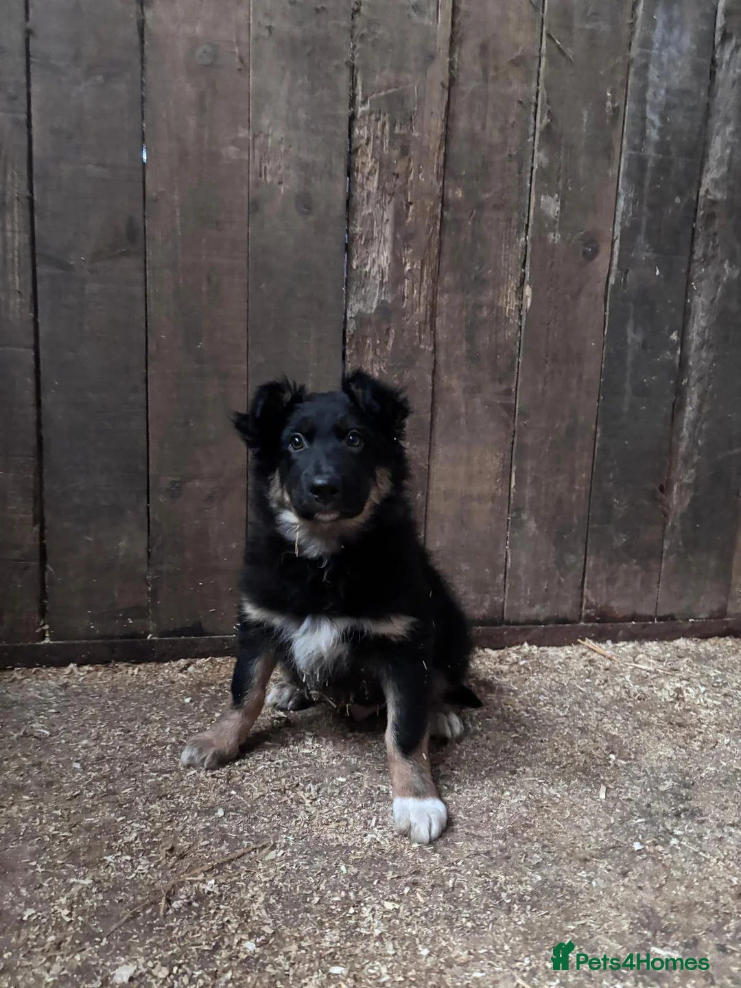 Border Collie dogs for sale: Beautiful  border  collie pups in Loughborough - Advert 2