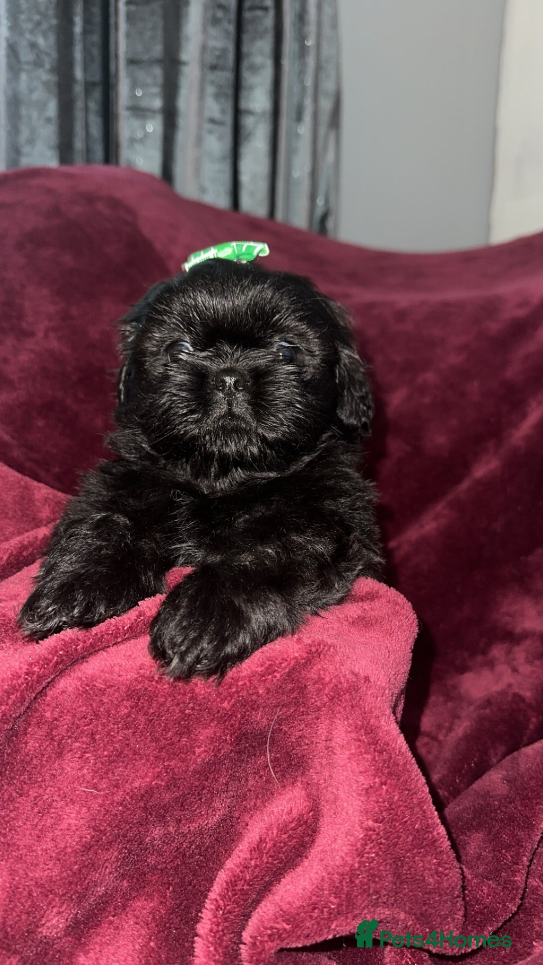 Shih Tzu dogs for sale: Shih Tzu Puppies  - Image 11
