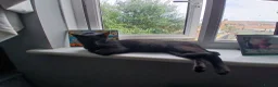 Mixed Breed cats for sale: Russian blue, mixed breed - Advert 10
