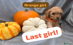 Cavapoochon dogs for sale: 🐾CAVAPOOCHON PUPPIES 🐾 - Image 3