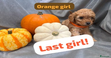 Cavapoochon dogs - Advert 14