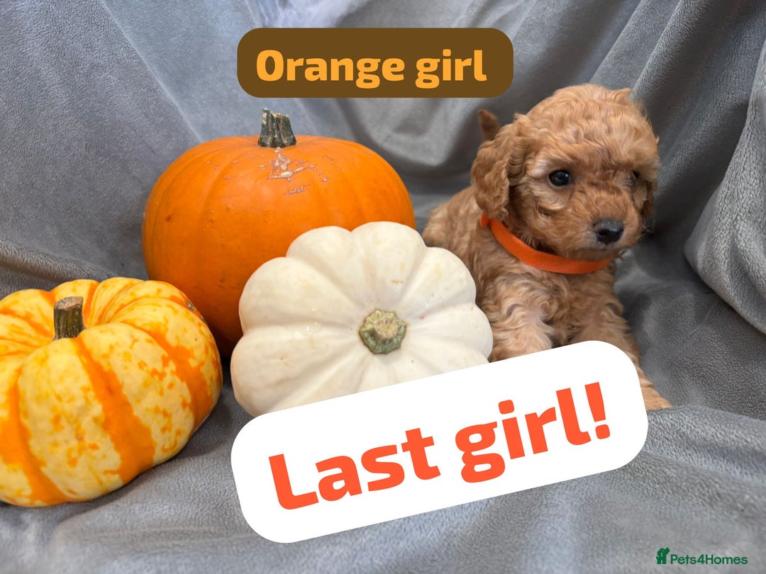 Cavapoochon dogs for sale: 🐾CAVAPOOCHON PUPPIES 🐾 - Image 3