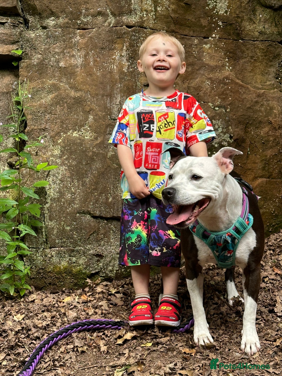 Staffordshire Bull Terrier dogs for sale: Fifi  - Advert 9