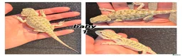 Bearded Dragon reptiles for sale: bearded dragons  - Advert 2