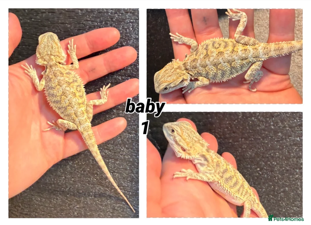 Bearded Dragon reptiles for sale: bearded dragons  - Advert 2