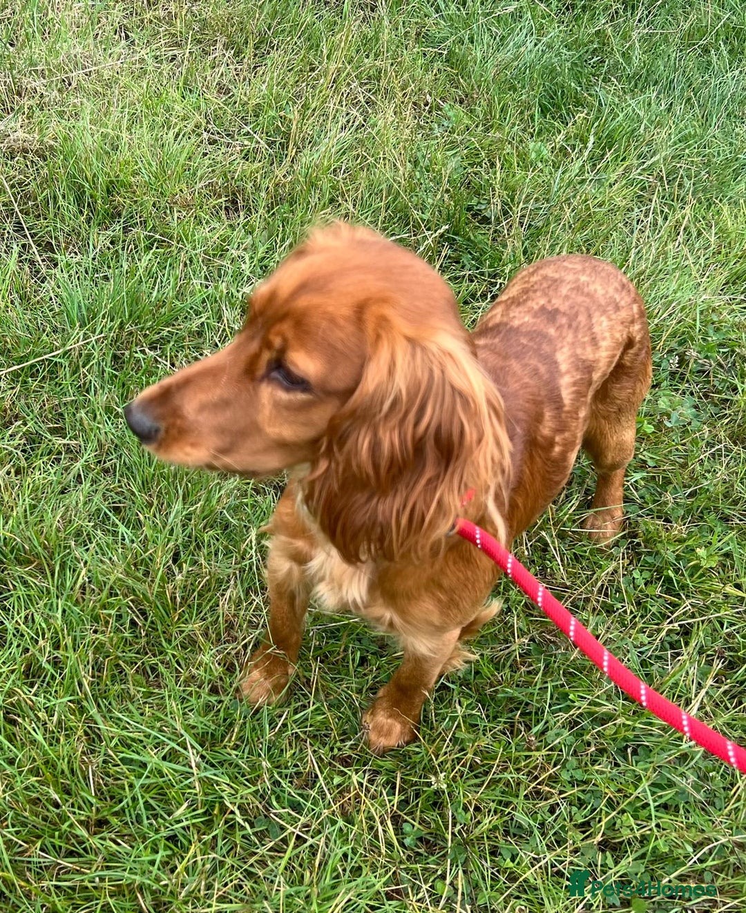 Cocker Spaniel dogs for adoption: Charlie * Cocker Spaniel * 240717 - Image 1