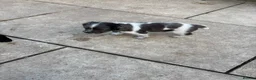 Sprocker dogs for sale: Sprocker puppies  - Advert 5
