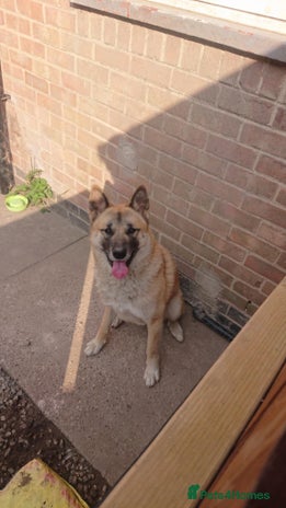 Mixed Breed dogs - Advert 14