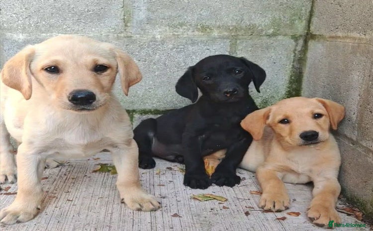 Labrador Retriever dogs - Advert 1