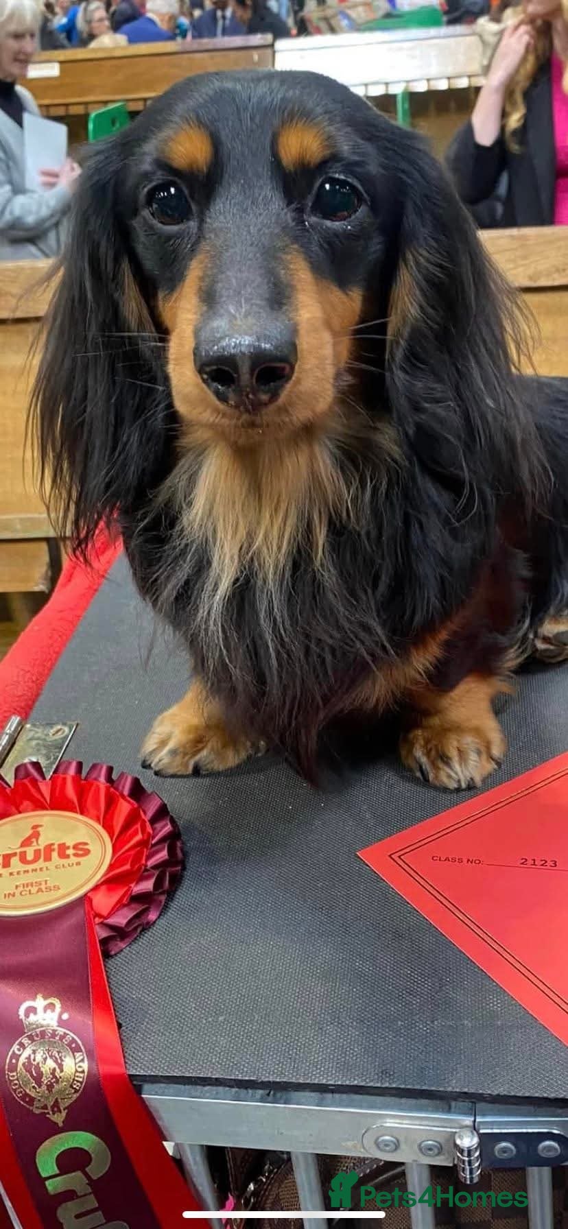 Miniature Dachshund dogs Beautiful litter of mini long coat Dachshunds  - Advert 2