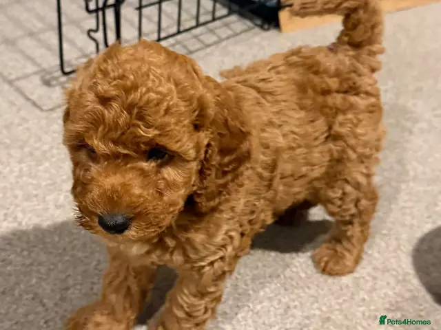 Mixed Breed dogs Poodle - Advert 4