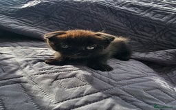 Mixed Breed cats for sale: Scottish Fold Kittens! Ready for loving home - Image 14