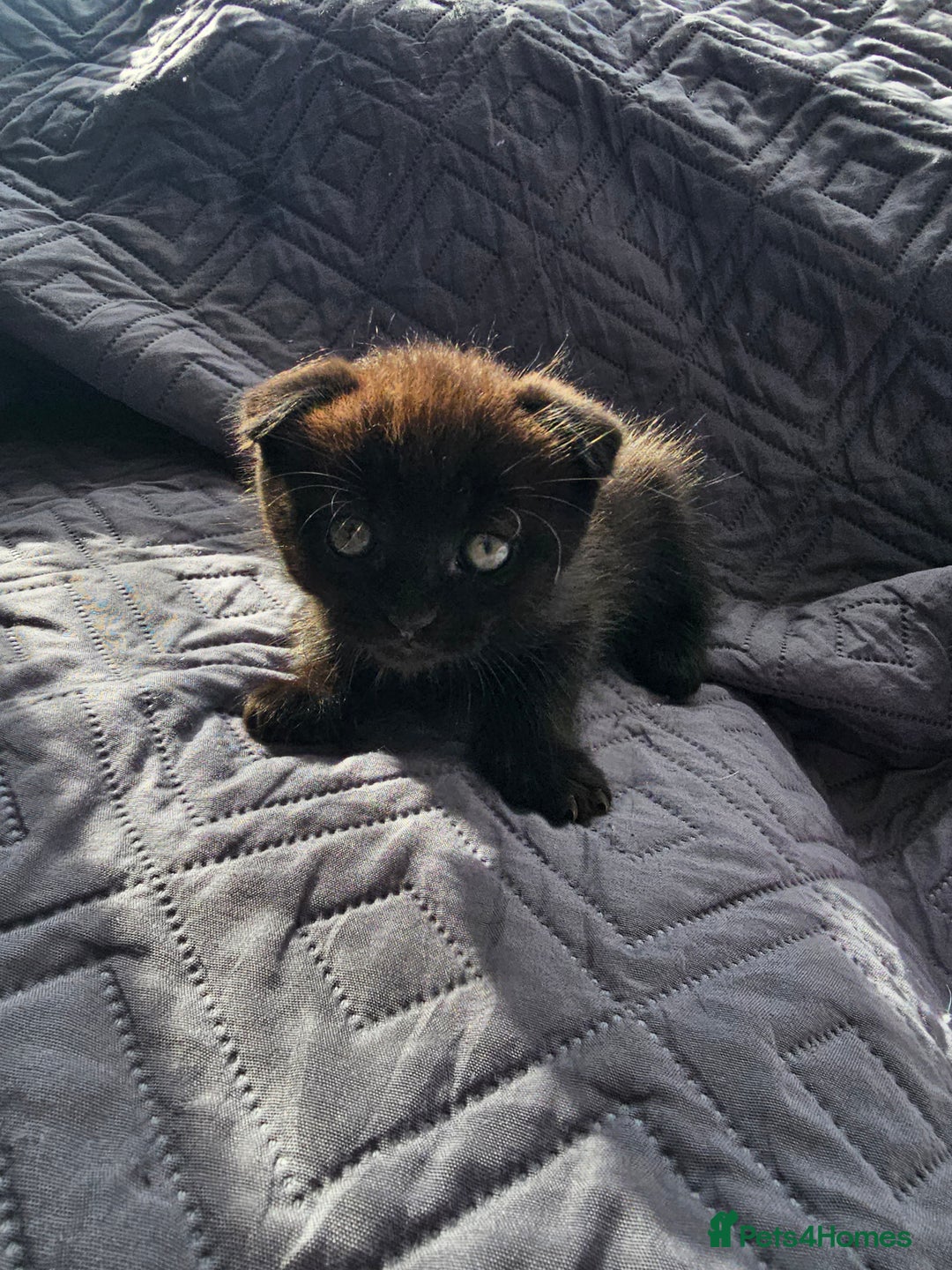 Mixed Breed cats for sale: Scottish Fold Kittens! Ready for loving home - Image 14