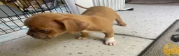 Mixed Breed dogs for sale: Family Raised Bulldog x Boxer Puppies Ready :))) in Bideford - Advert 7