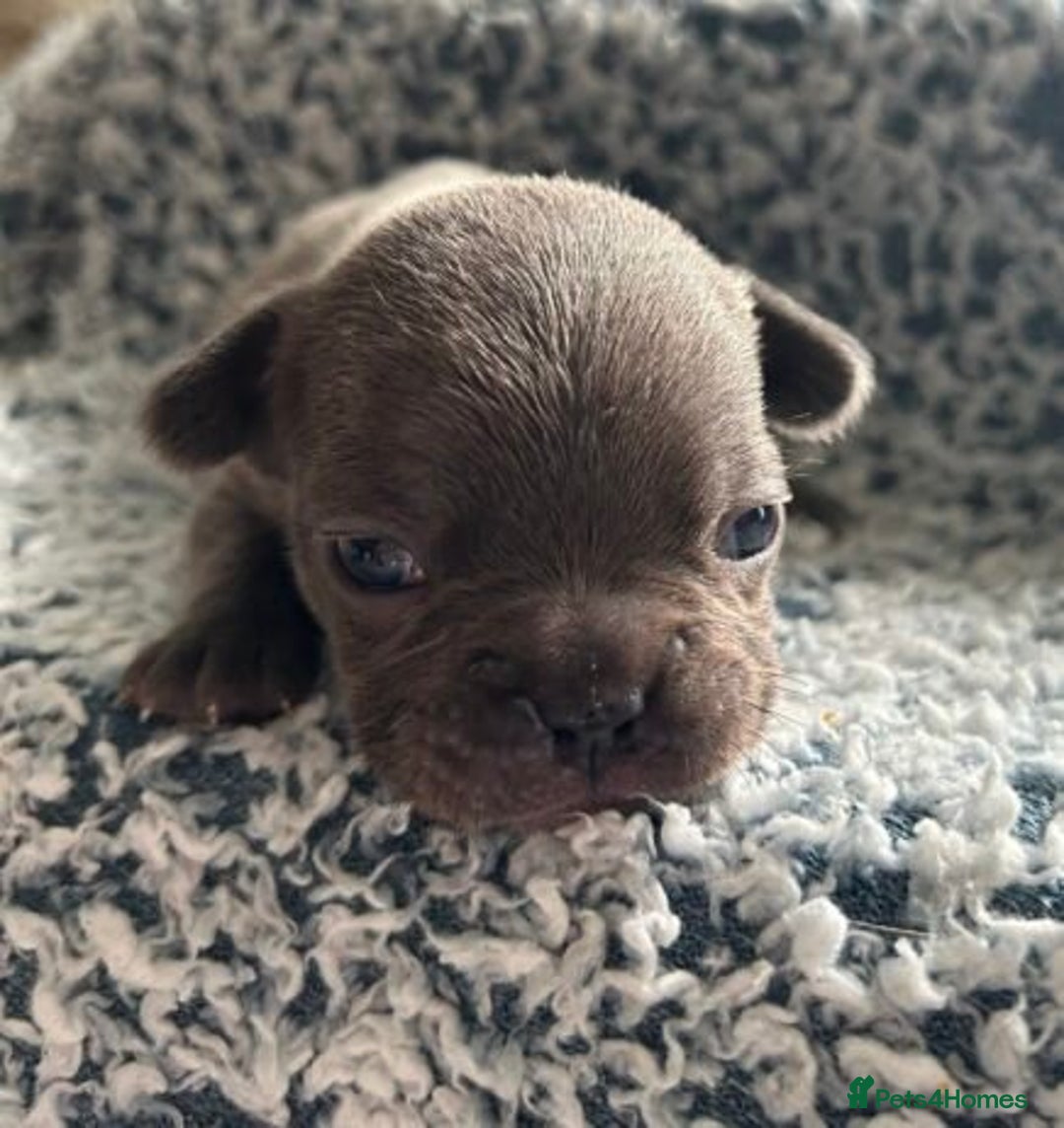 French Bulldog dogs for sale:  French Bulldog Puppy Brings Joy  - Advert 3