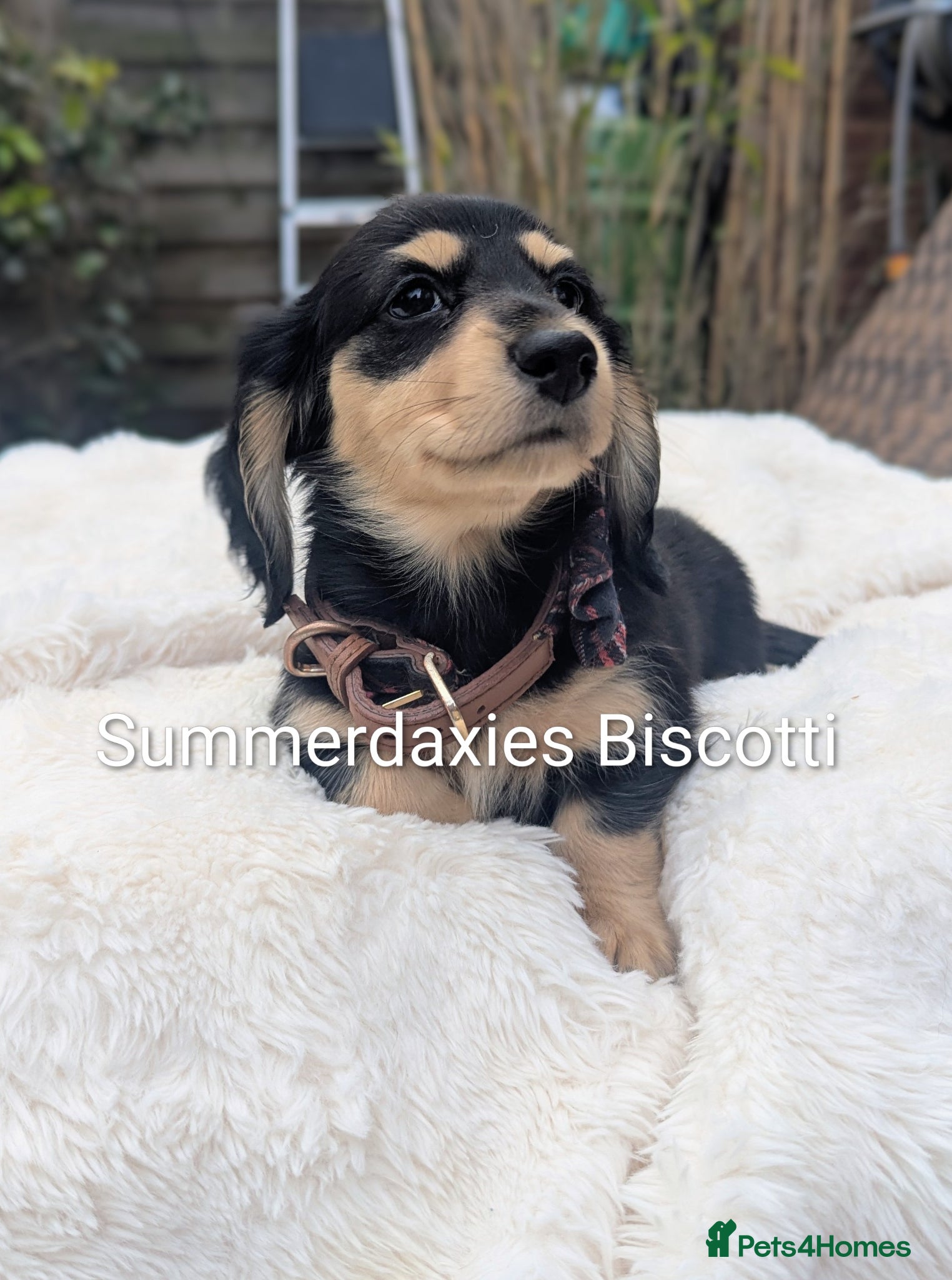 Miniature Dachshund dogs Summerdaxies Biscotti- outstanding temperament! - Advert 1