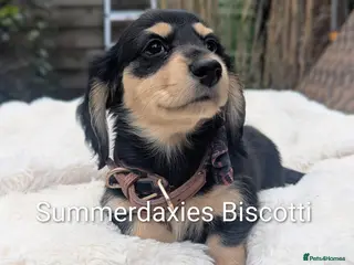 Miniature Dachshund dogs Summerdaxies Biscotti- outstanding temperament! - Advert 1