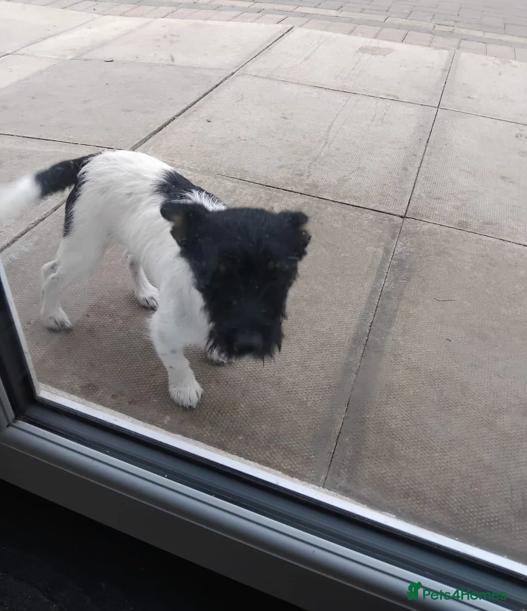 Jack Russell dogs for sale: Jackrussle in Wigan - Advert 1