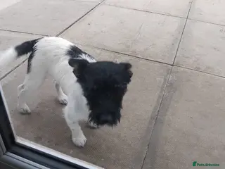 Jack Russell dogs Jackrussle - Advert 5