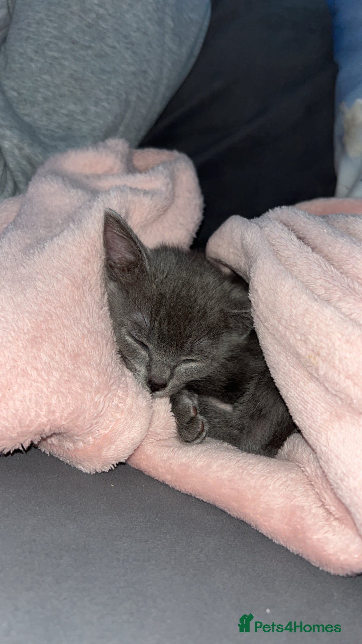 Russian Blue cats Beautiful Russian Blue kitten - Advert 2