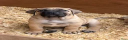 Boerboel dogs for sale: Boerboel puppies - Advert 1