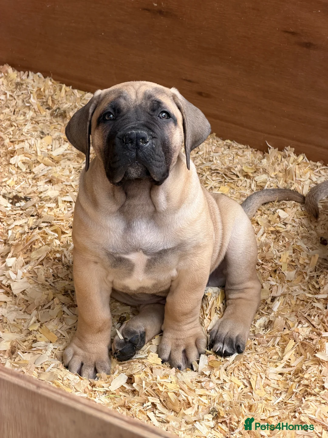 Boerboel dogs for sale: Boerboel puppies - Advert 1