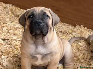 Boerboel dogs Boerboel puppies - Advert 1
