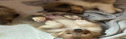 Rough Collie dogs for sale: Male puppy - Advert 2