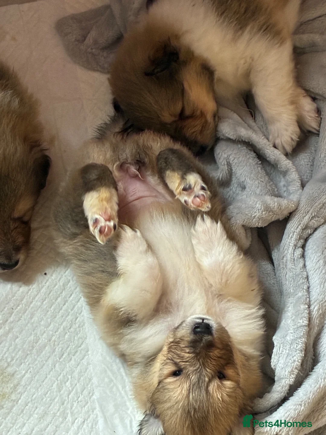 Rough Collie dogs for sale: Male puppy - Advert 2