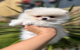 Pomeranian dogs for sale: Quality girl ready now PRINCESS 💕 - Image 17