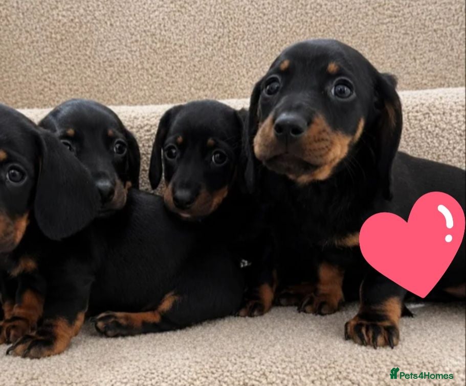 Miniature Dachshund dogs 16wk Old Female Puppy Looking for a Loving Home - Advert 12