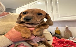 Miniature Dachshund dogs for sale: Miniature Dachshund Puppies  - Image 21
