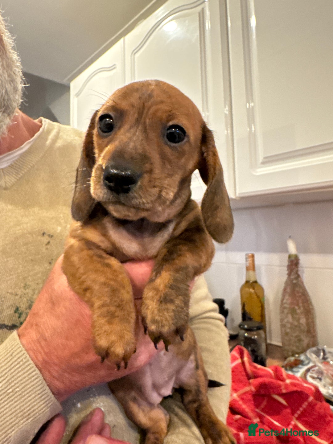 Miniature Dachshund dogs for sale: Miniature Dachshund Puppies  - Image 21