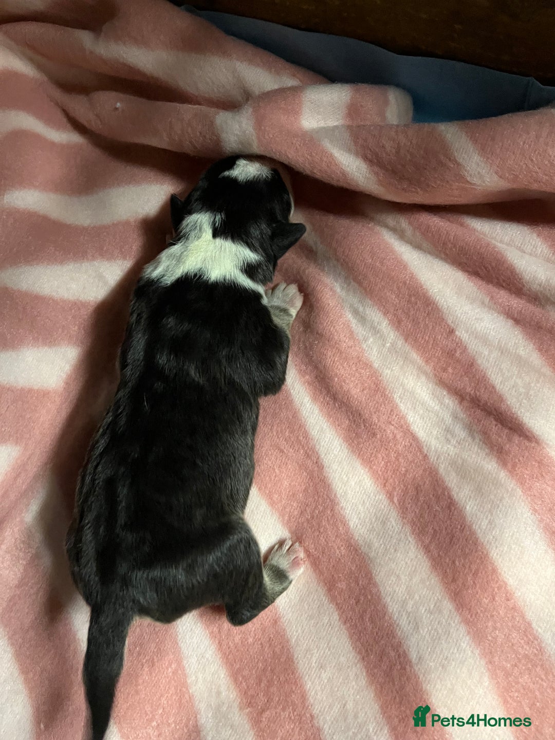 English Bull Terrier dogs for sale: 2 female 1 male  - Image 2