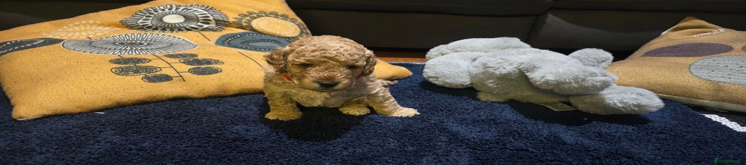 Cockapoo Puppy 3