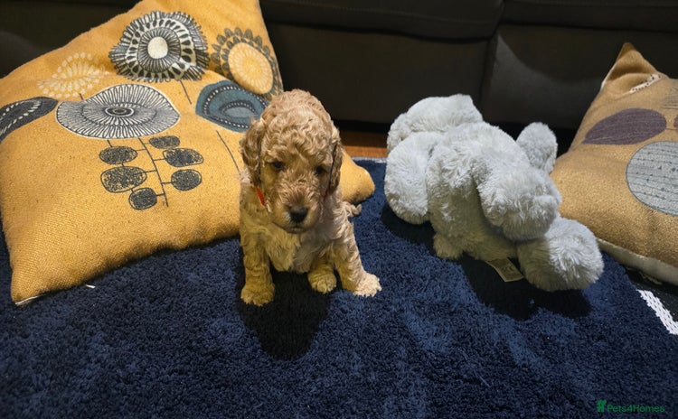 Cockapoo dogs - Advert 5