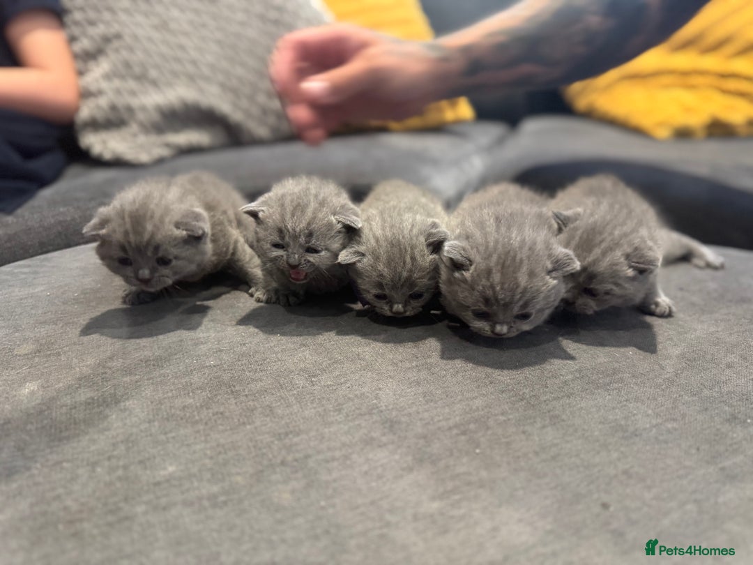 British Shorthair cats for sale: British short hair kittens  - Image 8
