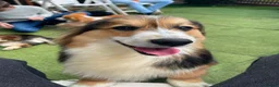 Welsh Corgi Pembroke dogs for sale: Stunning Fluffy Long-Haired (Fluffy) Corgi Puppies - Advert 16