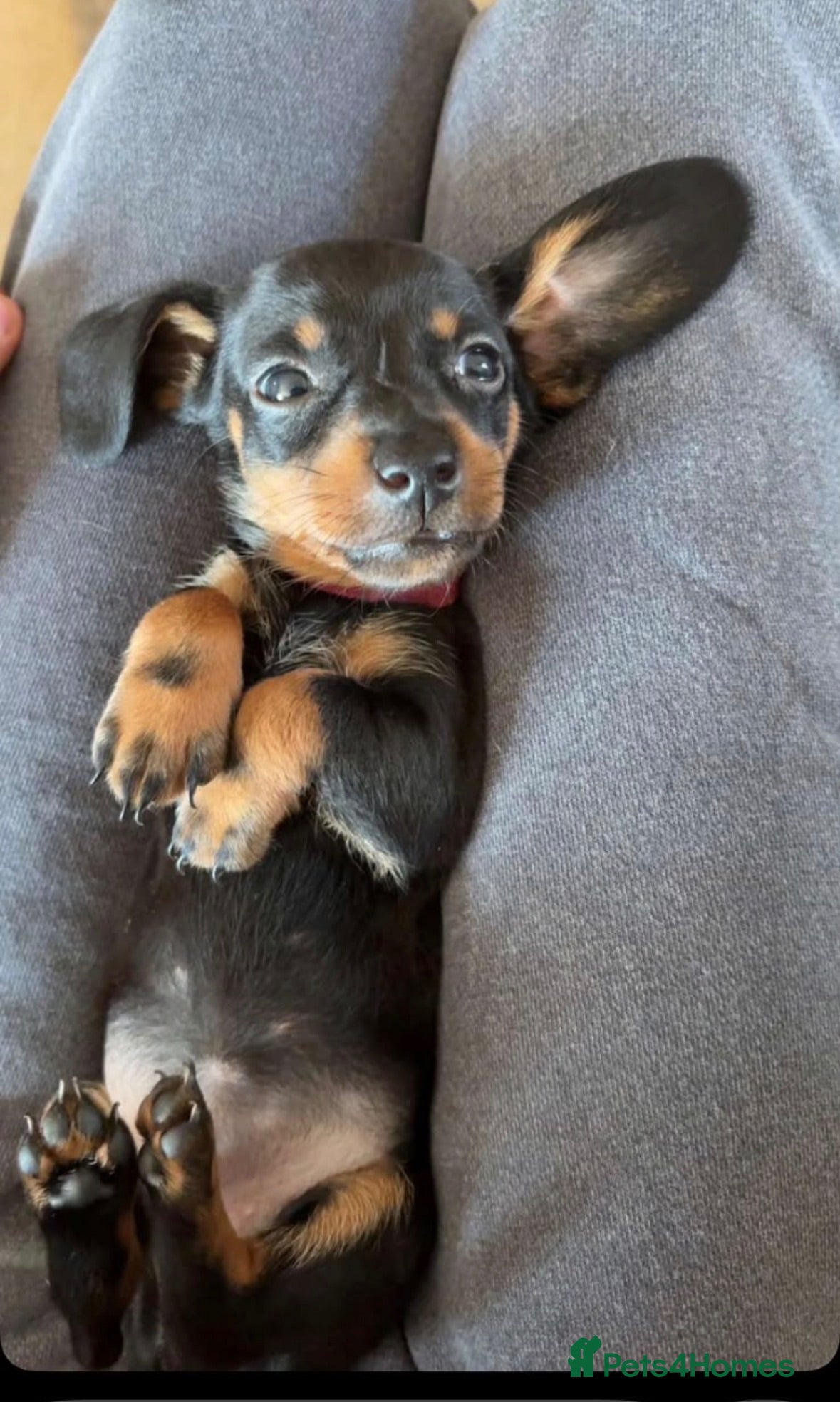 Dachshund dogs  Miniature Dachshund Puppies  - Advert 2