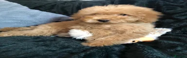 Cockapoo 2