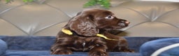 Cocker Spaniel dogs for sale: Kc Reg Health Tested Cocker Spaniel Puppies - Advert 16