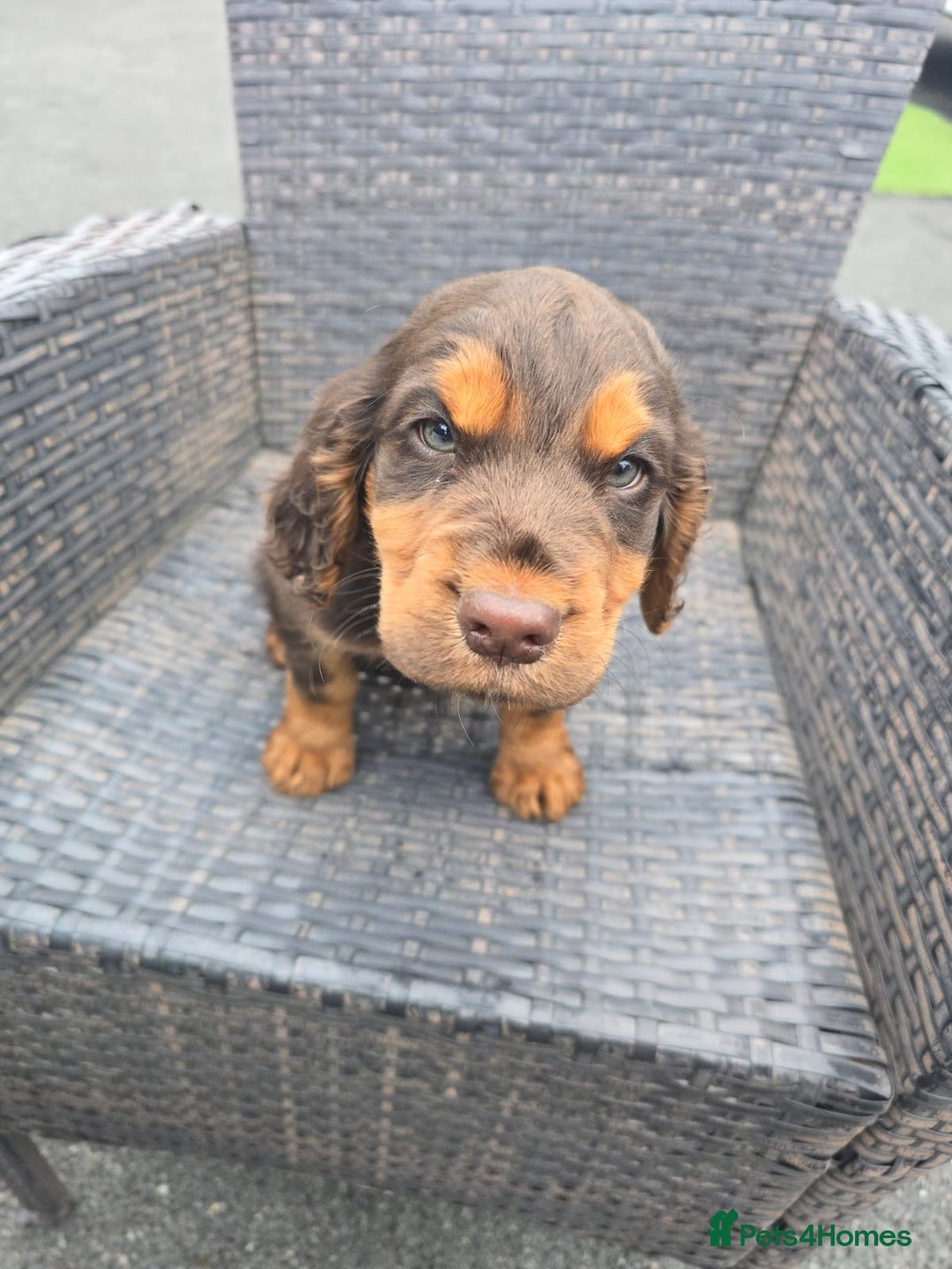 Cocker Spaniel dogs for sale: Chocolate and tan cocker spaniel poppy - Advert 3