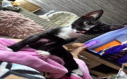 Domestic Shorthair cats for sale: Last male kitten - Image 3